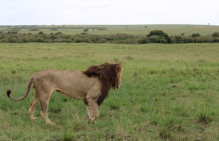 4-Day Safari Tour to Serengeti and Ngorongoro from Arusha