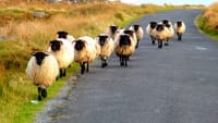 Connemara pub tour departing from Westport. Mayo. Private guided.  3