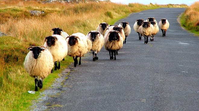 Connemara Pub Tour departing from Westport. Mayo. Private Guided. photo 3