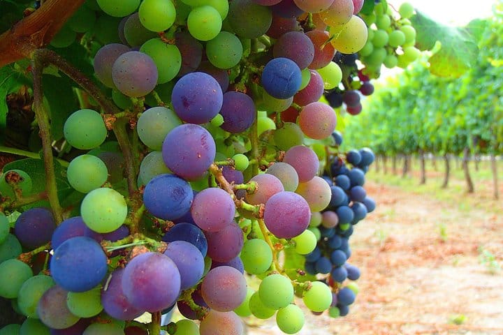 Cafayate Wine Trail Excursion: Explore Salta's Vineyards 4