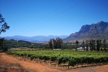 Cape Winelands Tour: Stellenbosch, Franschhoek, and Paarl from Cape Town