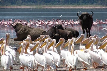 10-Day Private Big 5 Safari and Diani Beach Getaway
