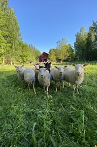 Metsän kutsu Viikonloppuloma lammaspaimenena Sumiainen