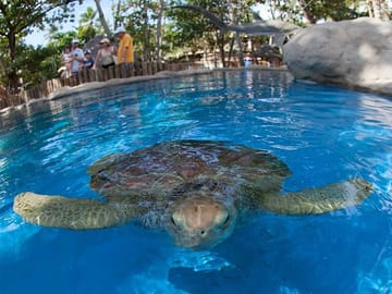 Giant Turtles