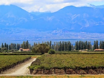 Cafayate Wine Route Day Tour