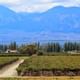 Cafayate Wine Route Day Tour