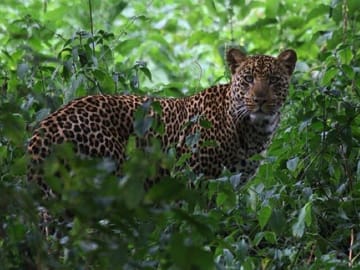6-Day Safari Tour of Amboseli, Lake Naivasha & Maasai Mara