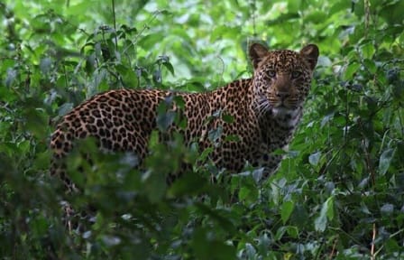 6-Day Safari Tour of Amboseli, Lake Naivasha & Maasai Mara