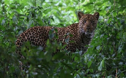 6-Day Safari Tour of Amboseli, Lake Naivasha & Maasai Mara