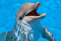 Dolphin House Reef Snorkeling Adventure &amp; Transfers – Marsa Alam