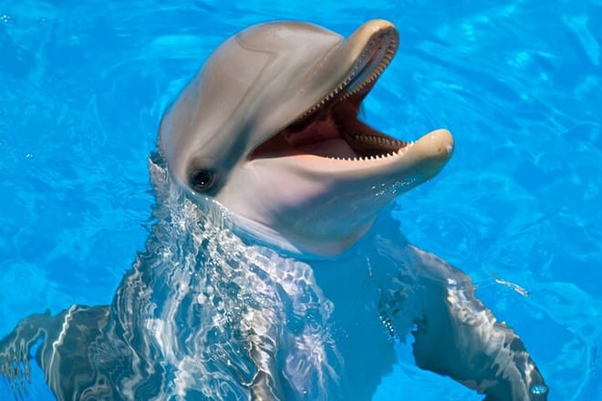 Dolphin House Reef Snorkeling Adventure &amp; Transfers – Marsa Alam