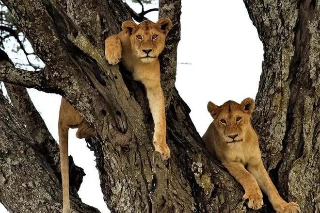 Lions in the Chobe National park