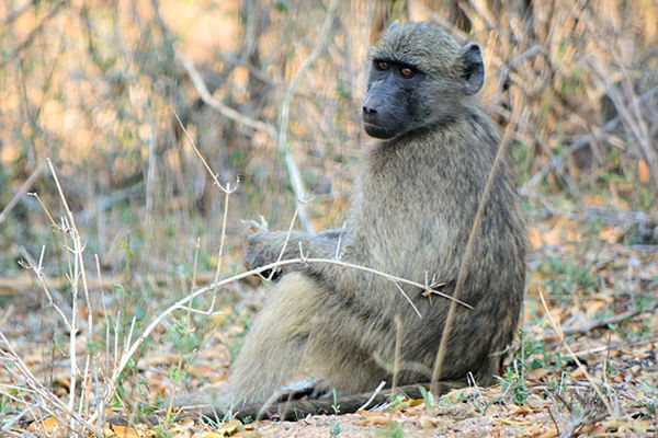 Baboons and monkeys in Kruger Park