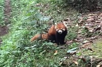 Private Day Tour to Chengdu Panda Base by Round-way Bullet Train from Xian 4