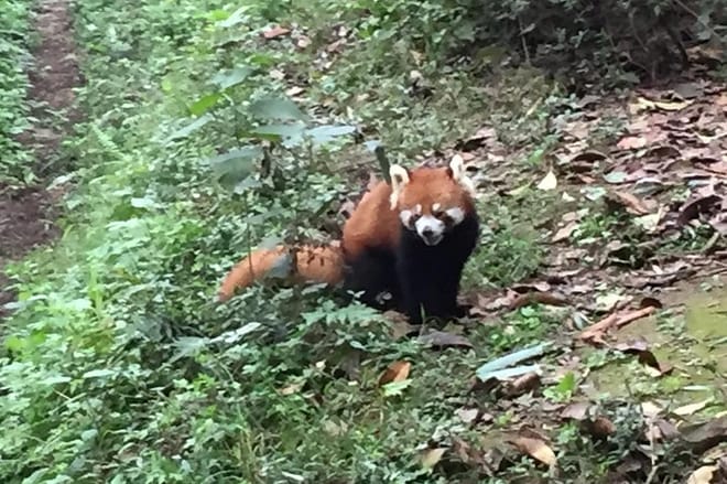 Private Day Tour to Chengdu Panda Base by Round-way Bullet Train from Xian photo 4