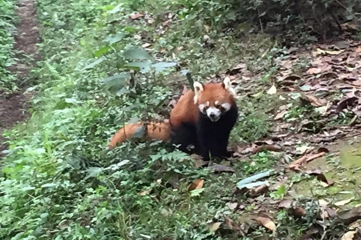 Private Day Tour to Chengdu Panda Base by Round-way Bullet Train from Xian 4