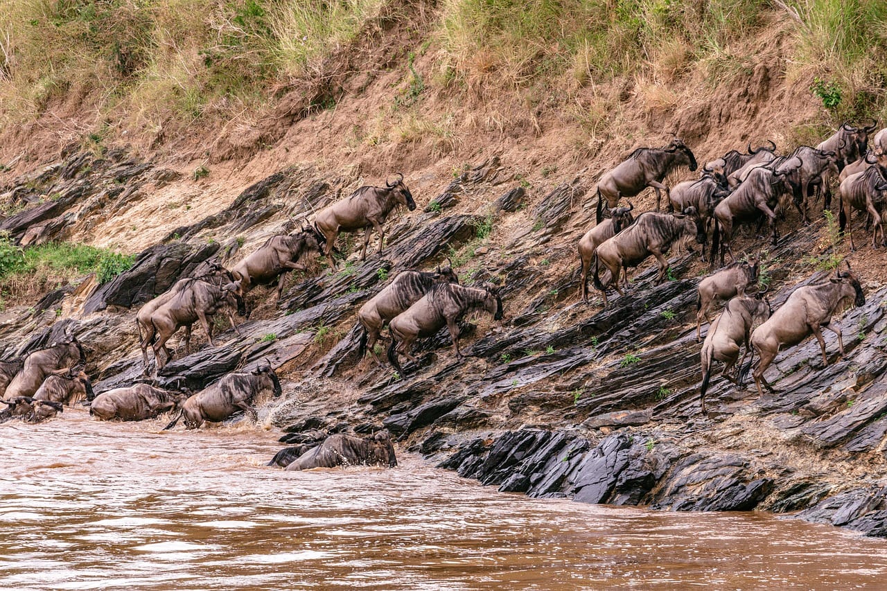 3 Days PRIVATE LUXURY SAFARI to Masai Mara from Nairobi 8