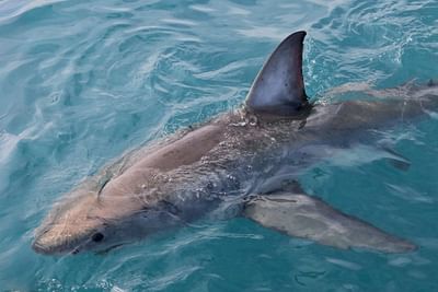 Shark cage diving adventure. Cape Town. Guided