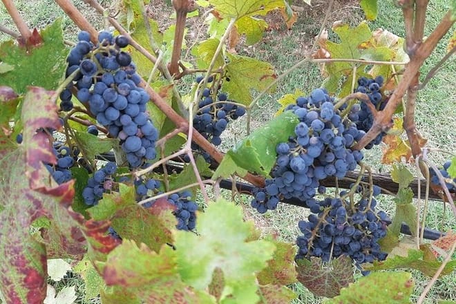 PRIVATE EXCURSION: Visit Siena & Chianti with lunch and tastings - Photo 3