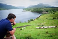 Visit a working sheep farm with sheepdog demo. Galway. Guided. 1