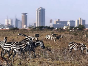 Zebras with a view of Nairobi town