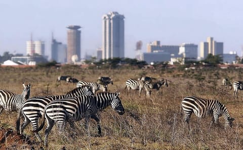 Layover Tour To Nairobi Park and Giraffe center in Nairobi Kenya