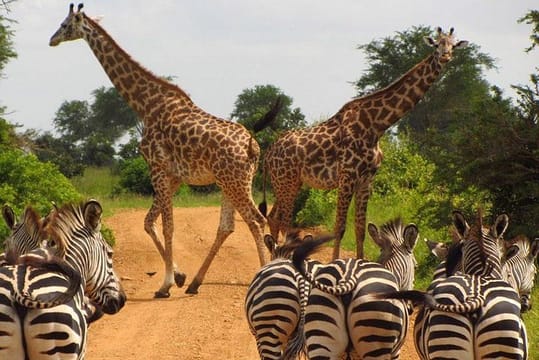 NAIROBI NATIONAL PARK: HALF DAY GUIDED TOUR FROM NAIROBI