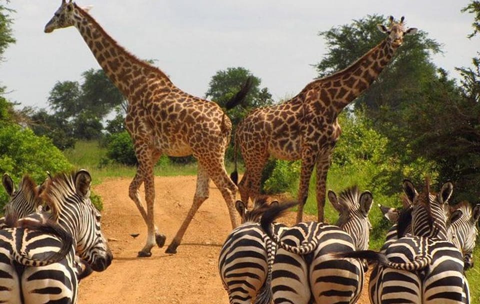 NAIROBI NATIONAL PARK: HALF DAY GUIDED TOUR FROM NAIROBI
