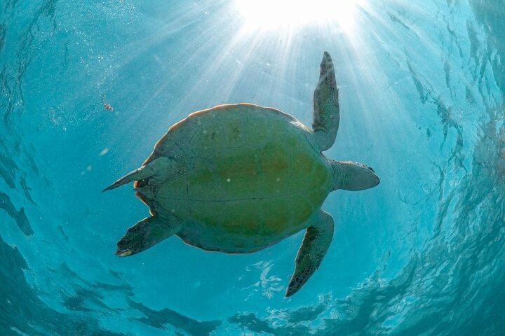 From Tulum: Akumal Beach Swim and Snorkel with Turtles Experience
