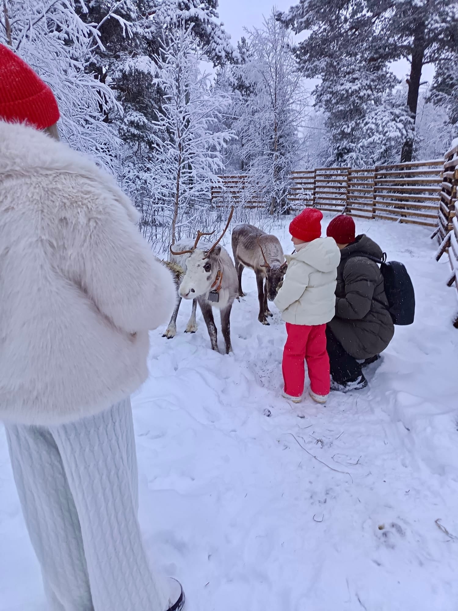 A child and an adult meeting two reindeer in the snowy enclosure at Arctic Village near Levi