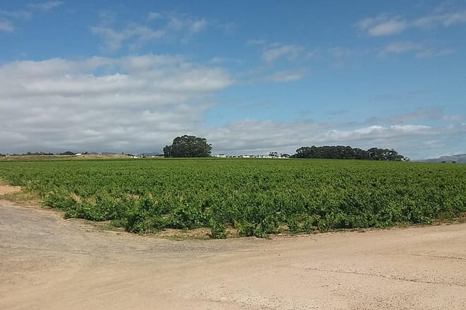 Stellenbosch