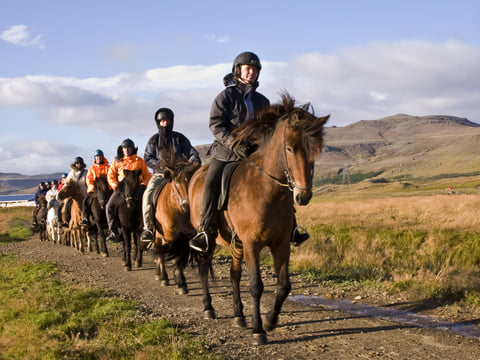 04F - Horses and Puffins , photo 5