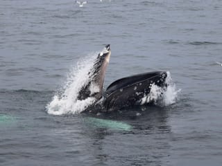 Reykjavík Classic Whale Watching , photo 30