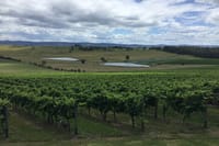 Scenic Private Yarra Valley Wine Tour  9