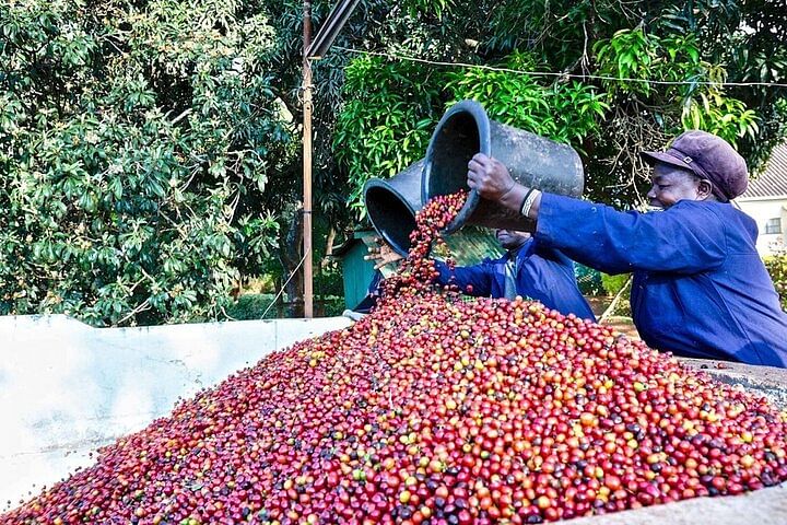 Fairview Estate Coffee Farm Tour: Experience Kenyan Coffee Culture