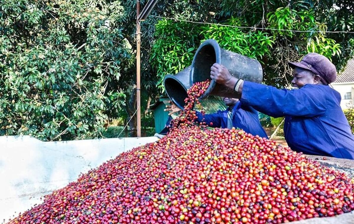 Half Day Visit To A Fairview Estate Coffee Farm Tour