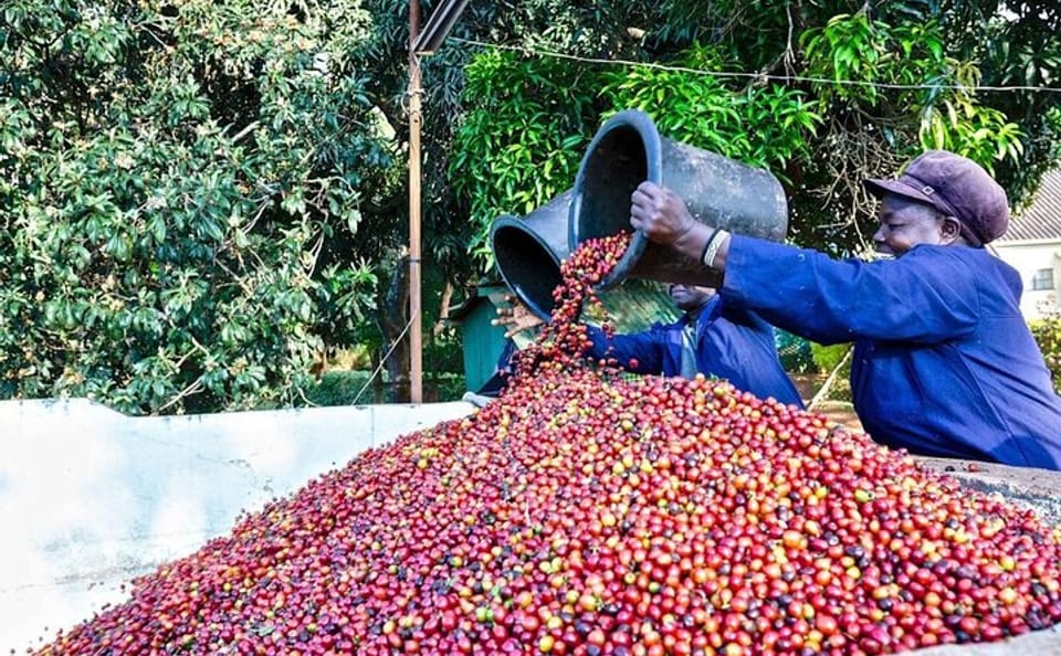 Fairview Estate Coffee Farm Tour in Nairobi, Kenya