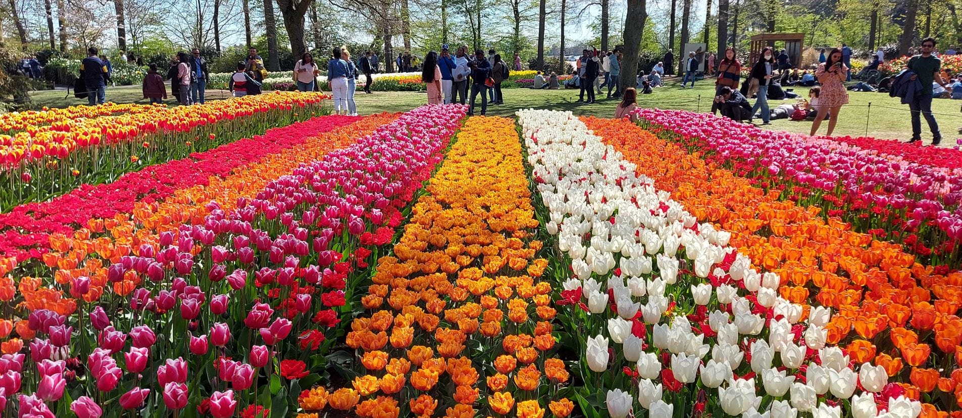 Colorful tulip fields at Keukenhof near Amsterdam during private hop-on hop-off tour in spring