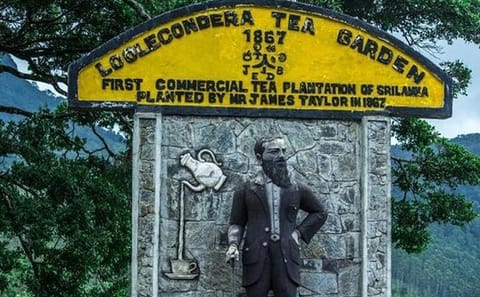 James Taylor Tea Estate Tour from Kandy to Rikillagaskada