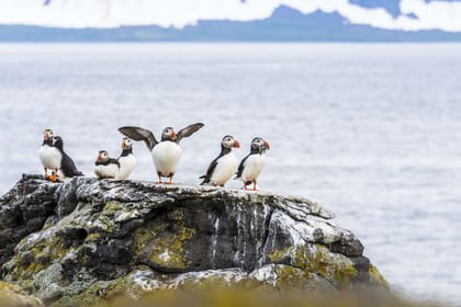 Puffin Express: 1-Hour Close Encounter with Adorable Birds