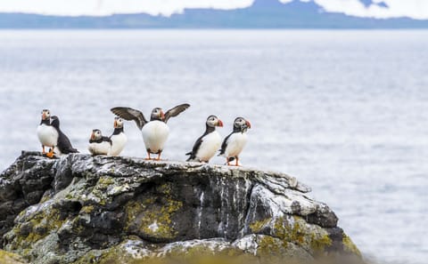 Puffin Watching Boat Tour from Reykjavík, Iceland
