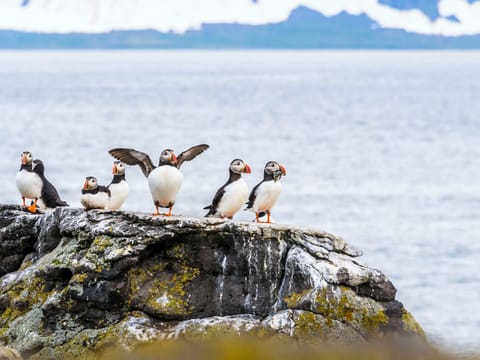 Puffin Express: 1-Hour Close Encounter with Adorable Birds, photo 3