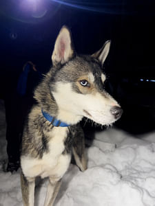 Magical Northern Lights with Siberian Huskies (Small-Group)