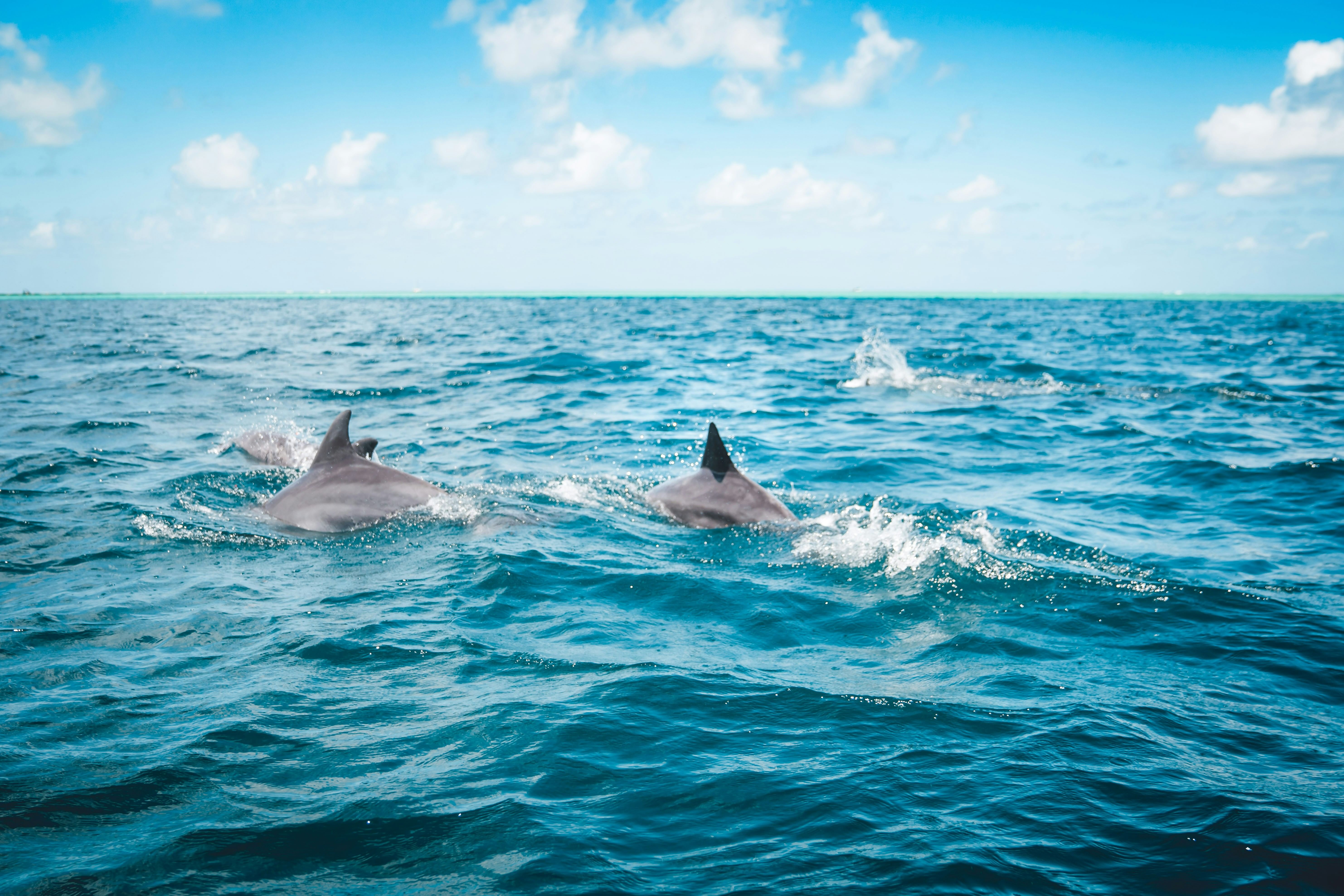 A family of dolphins swims in a group on the white foam of the waves. Their dorsal fins stick out as they go, creating a trail