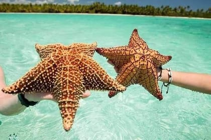 Saona Island Tour from Punta Cana All Inclusive + Catamaran