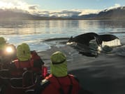 Akureyri Express Whales in the Midnight Sun 3