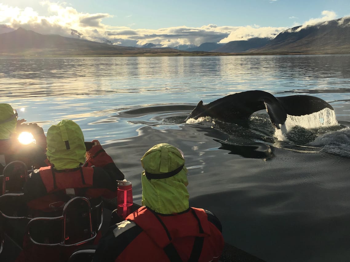 Akureyri Express Whales in the Midnight Sun 3
