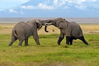 2days Amboseli Overnight Safari 6