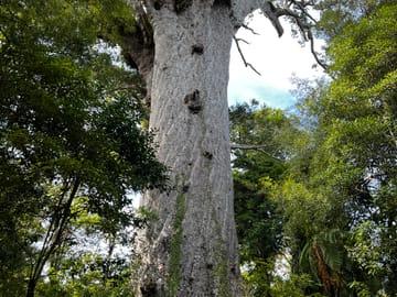 Day Trip to Waipoua Forest and Kauri Museum from Auckland