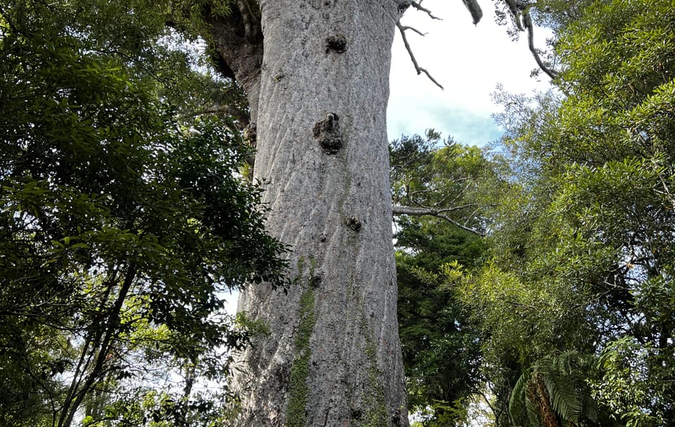 Day Trip to Waipoua Forest and Kauri Museum from Auckland